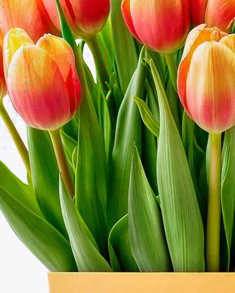 Tulip Box Mockup