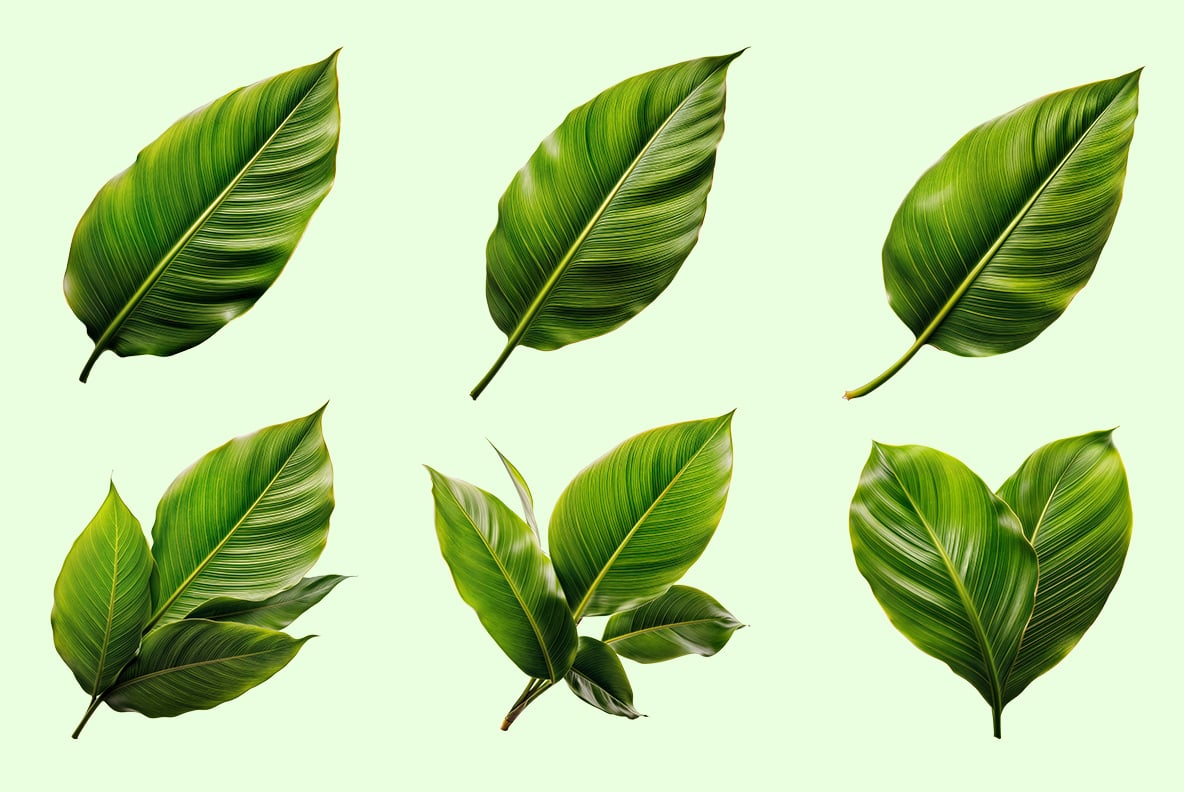 Tropical Leaves Font