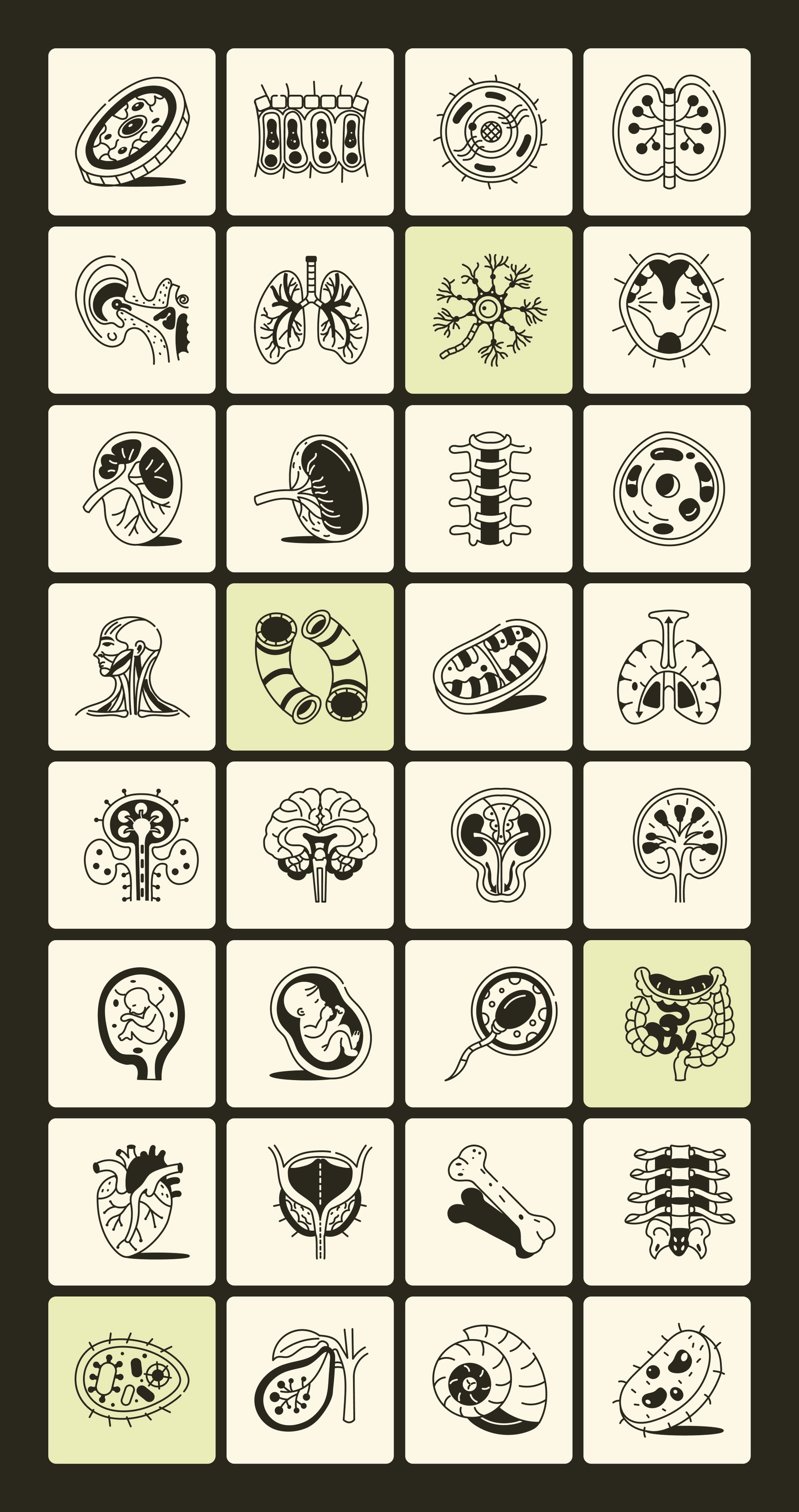 Anatomy Drawing Illustration Set