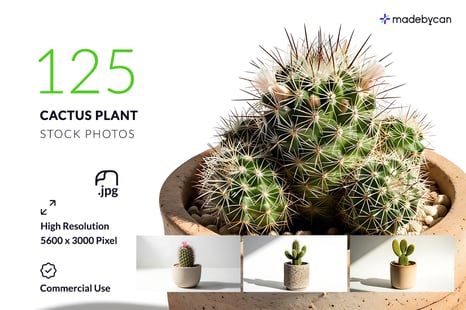 125 Minimal Cactus Stock Photos with Natural Lighting - Designers
