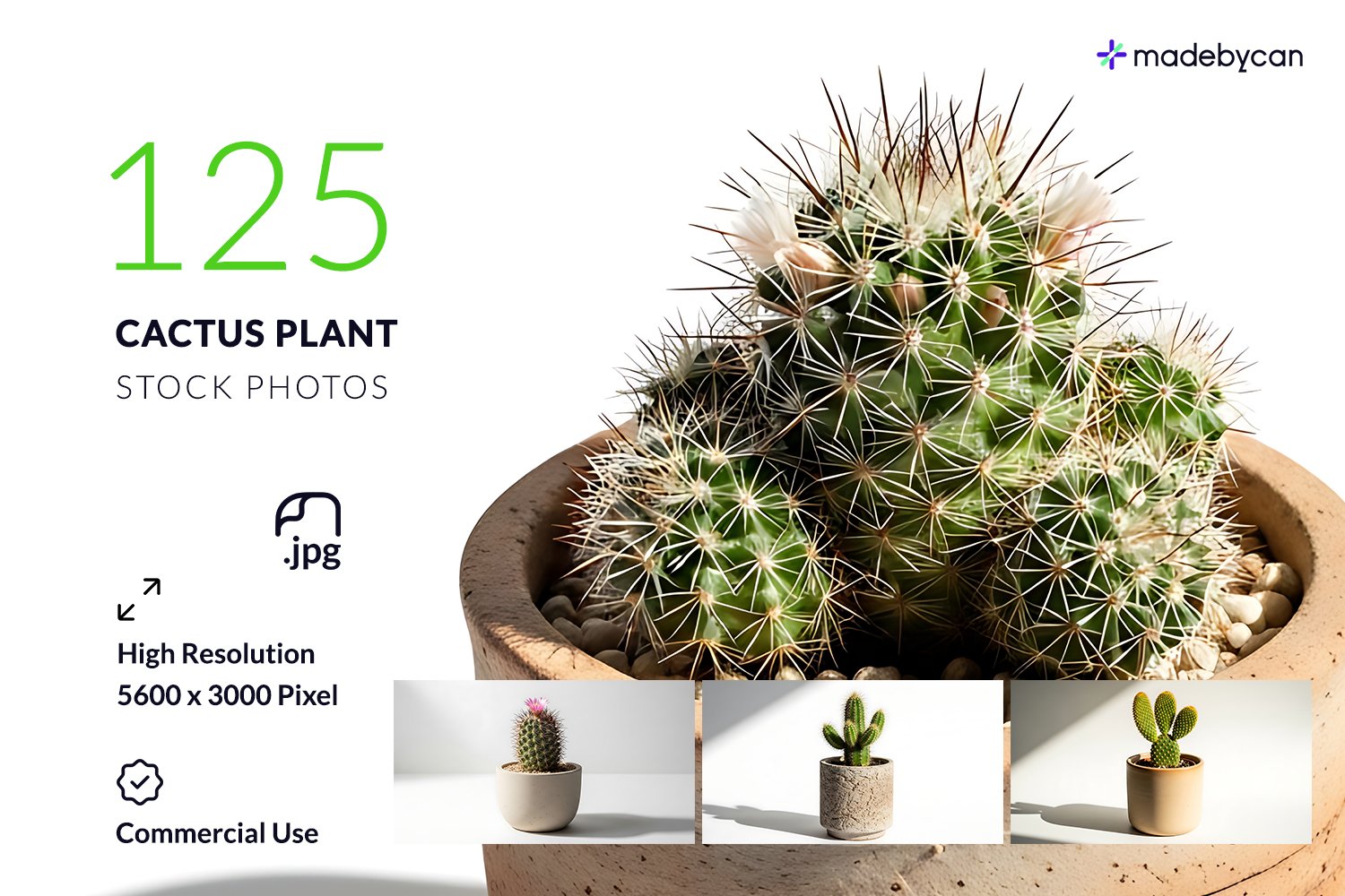 125 Minimal Cactus Stock Photos with Natural Lighting