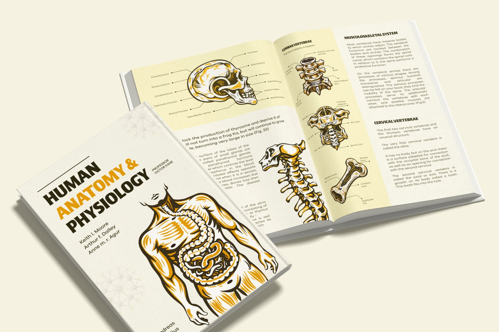 Vintage and Antique Anatomy Illustrations