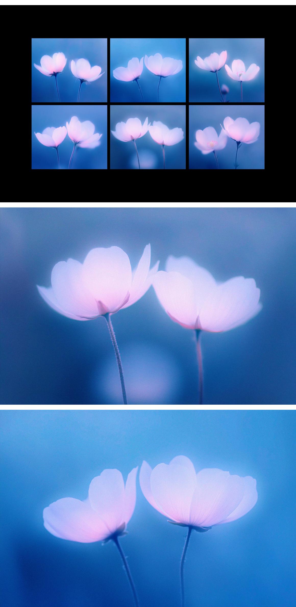 Abstact Blurred Flowers Textures