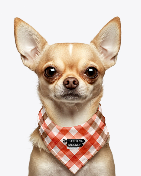 Chihuahua Wearing a Bandana Mockup - Fashion mockup