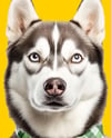 Husky Wearing a Bandana Mockup