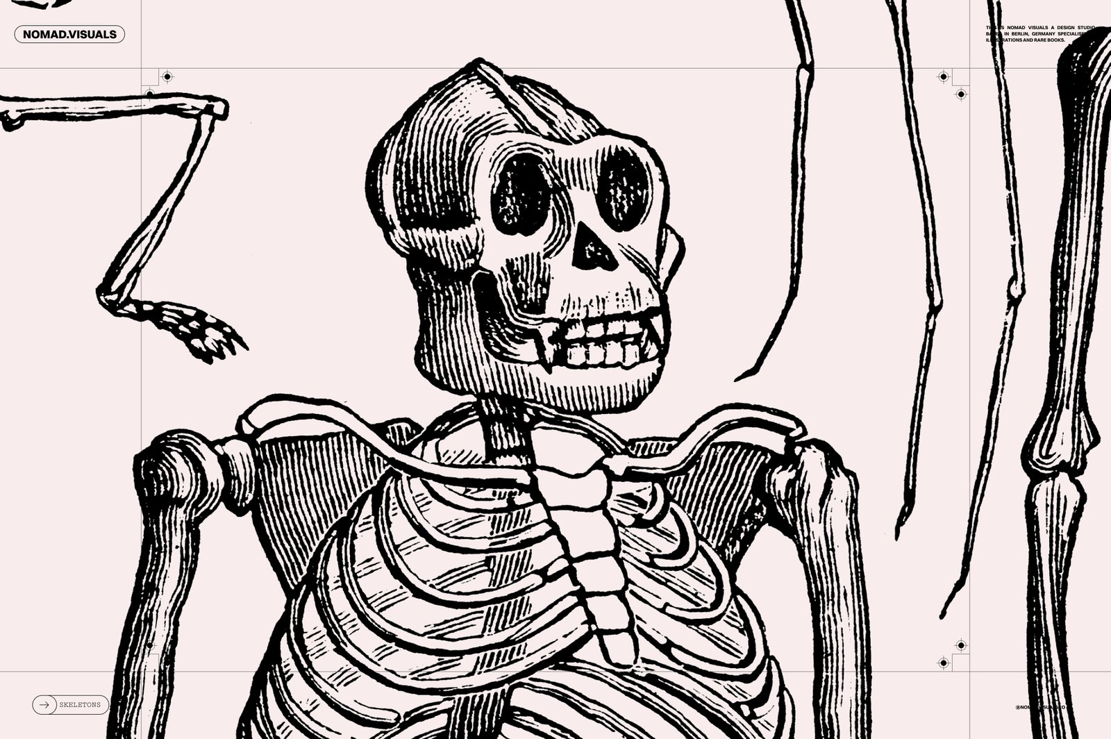 Skeletons &amp; Bones – 30 Antique Illustrations