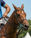 Man Wearing Full Polo Kit on Horse Mockup