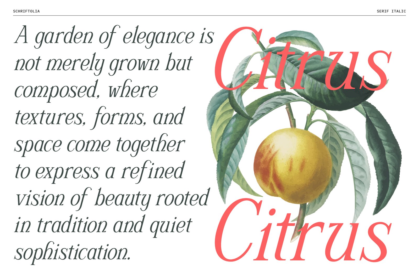 Schriftolia — Elegant Serif Italic