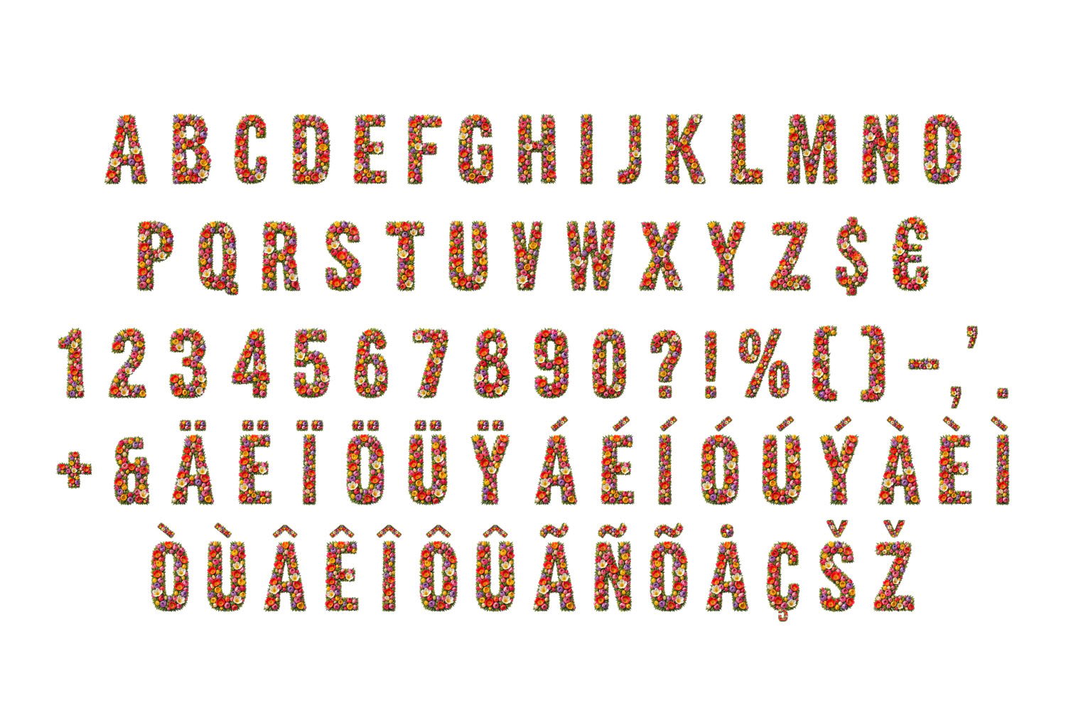 Tulip Font
